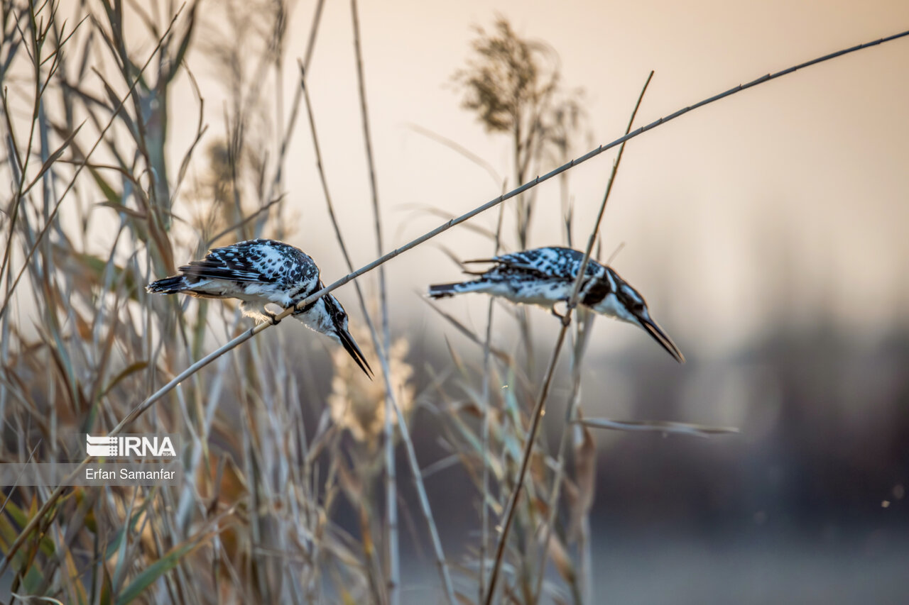 ماهیخورک های ابلق در تالاب بین المللی هورالعظیم