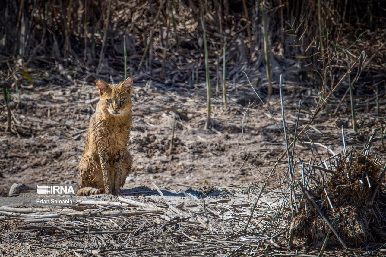 گربه جنگلی در هور