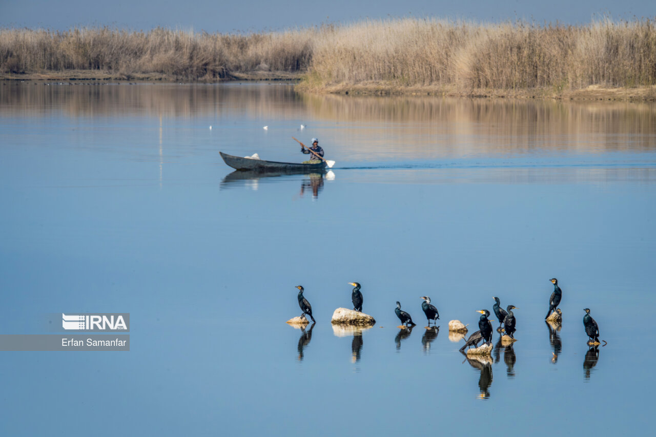 ماهیگیر و باکلان ها در تالاب بین المللی هورالعظیم