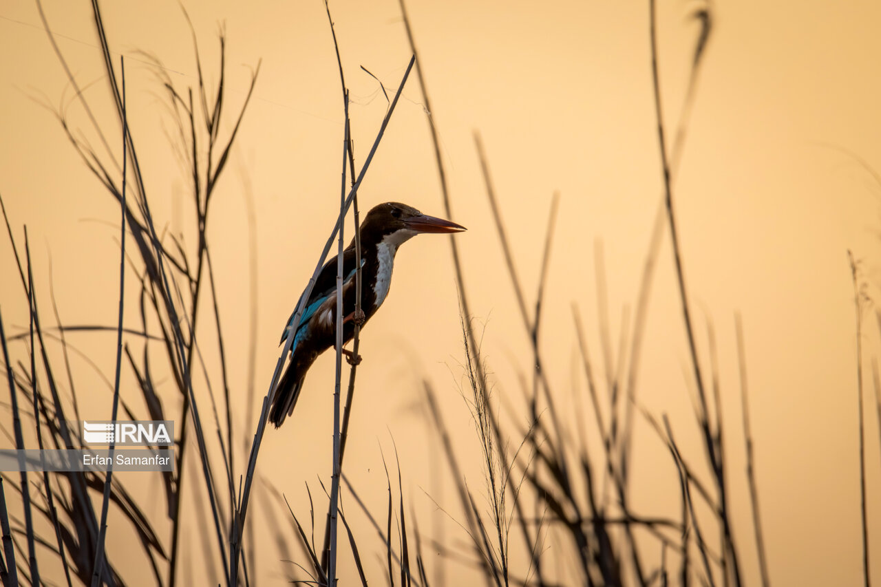 ماهیخورک گلو سفید در تالاب بین المللی هورالعظیم