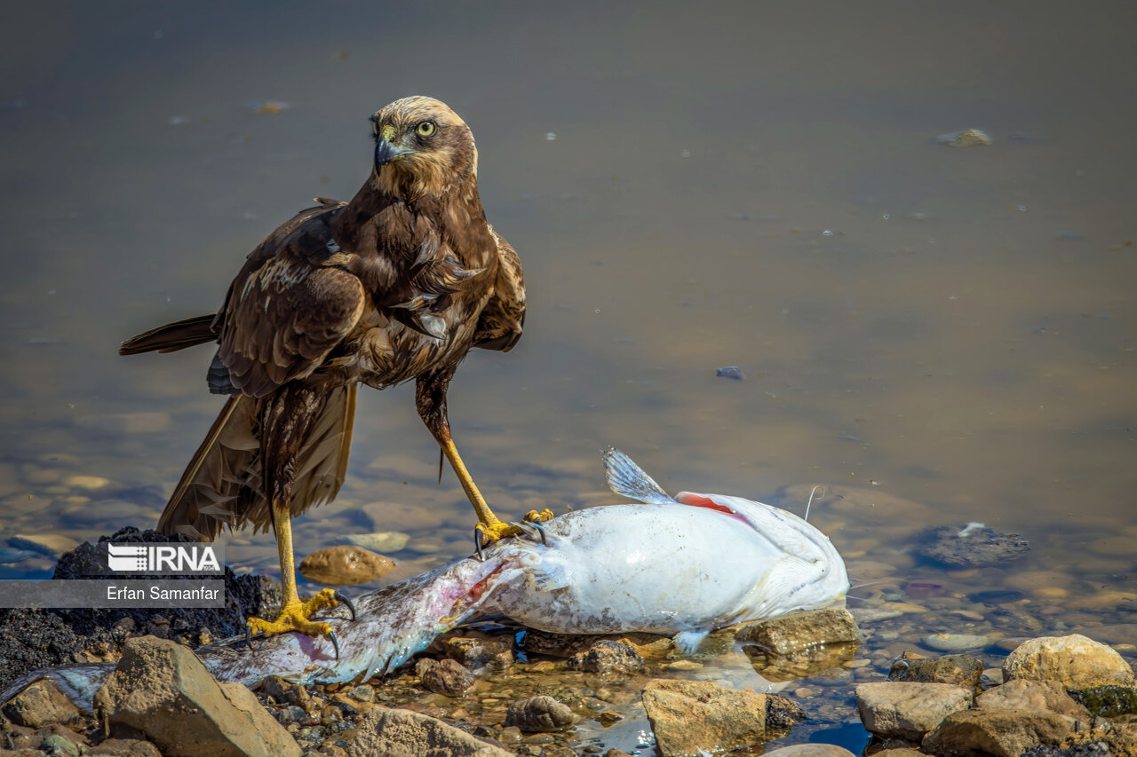 سنقر تالابی و شکارش در تالاب بین المللی هورالعظیم