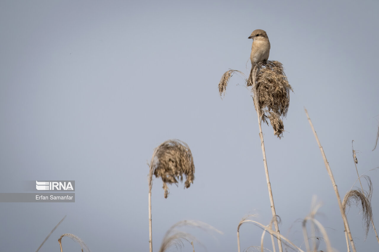 سنگ چشم ماده در تالاب بین المللی هورالعظیم