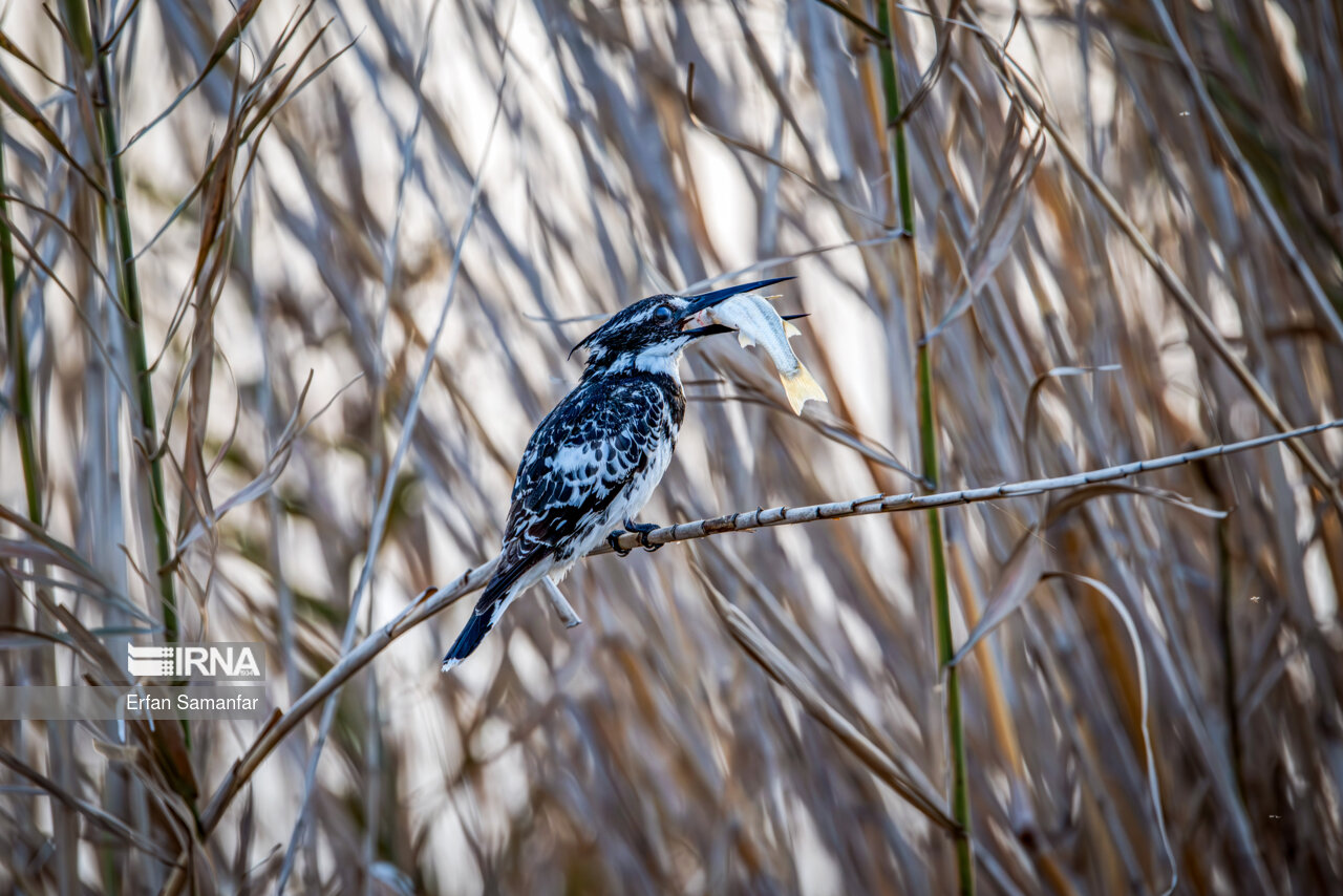 ماهیخورک ابلق در حال شکار در تالاب بین المللی هورالعظیم