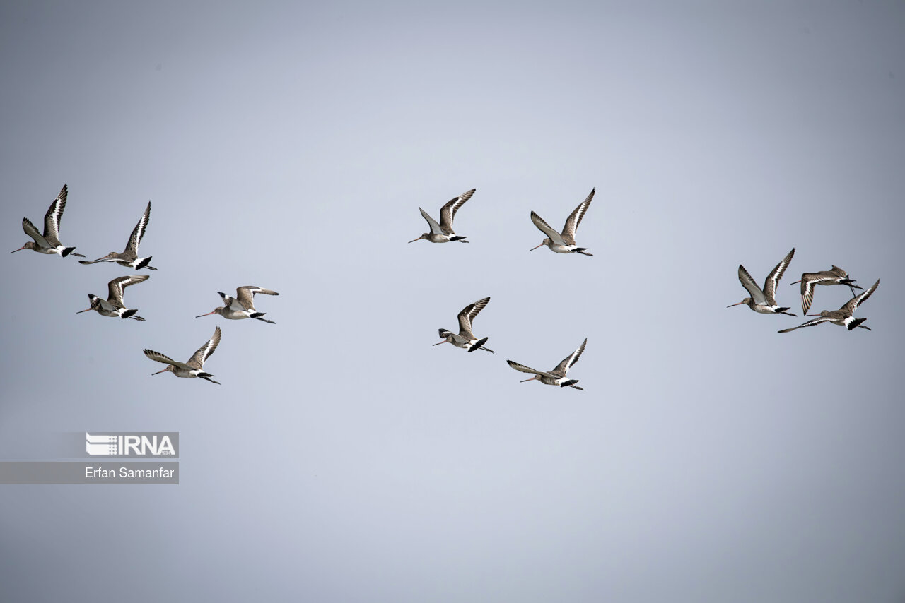 گیلانشاه حنایی در تالاب بین المللی هورالعظیم