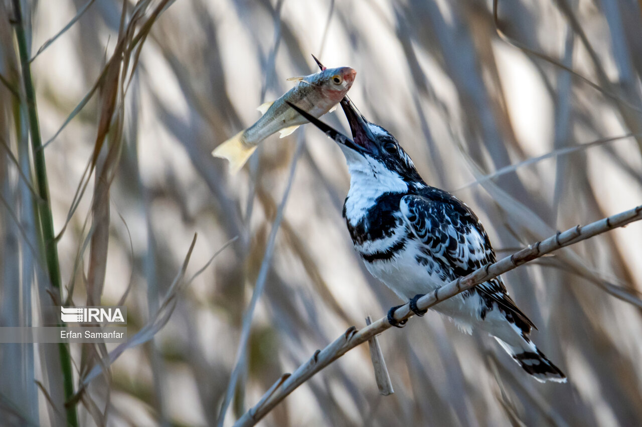 ماهیخورک ابلق در حال شکار در تالاب بین المللی هورالعظیم