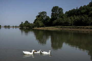Rasht, the city which is always awake
