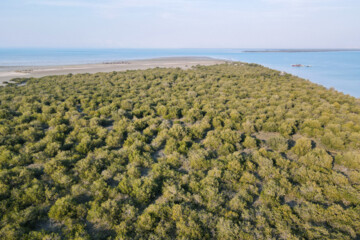 Plantados 2000 arbolillos de Avicennia marina 