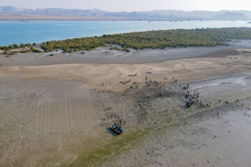 Plantados 2000 arbolillos de Avicennia marina 