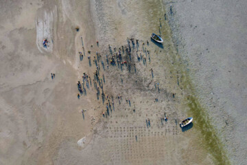 Plus de 2000 arbres et arbustes plantés à l'île de Qeshm dans le sud de l’Iran 