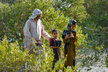 Plus de 2000 arbres et arbustes plantés à l'île de Qeshm dans le sud de l’Iran 