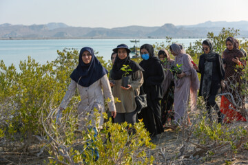 Plus de 2000 arbres et arbustes plantés à l'île de Qeshm dans le sud de l’Iran 