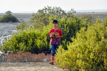 Plus de 2000 arbres et arbustes plantés à l'île de Qeshm dans le sud de l’Iran 