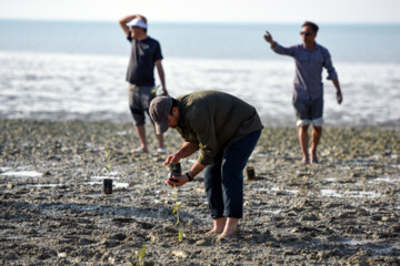 Plus de 2000 arbres et arbustes plantés à l'île de Qeshm dans le sud de l’Iran 