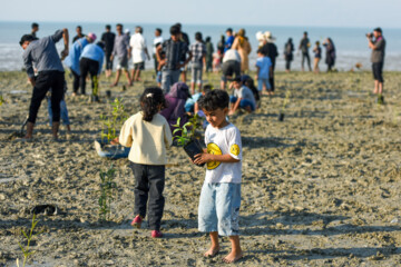 Plus de 2000 arbres et arbustes plantés à l'île de Qeshm dans le sud de l’Iran 