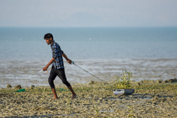 Plus de 2000 arbres et arbustes plantés à l'île de Qeshm dans le sud de l’Iran 