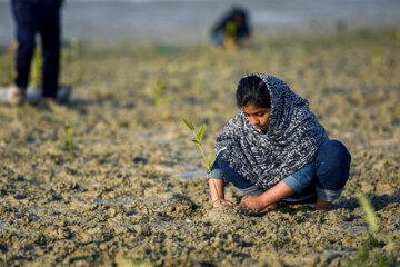 Plus de 2000 arbres et arbustes plantés à l'île de Qeshm dans le sud de l’Iran 