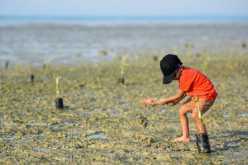 Plus de 2000 arbres et arbustes plantés à l'île de Qeshm dans le sud de l’Iran 