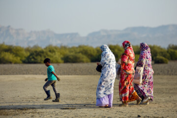 Plus de 2000 arbres et arbustes plantés à l'île de Qeshm dans le sud de l’Iran 