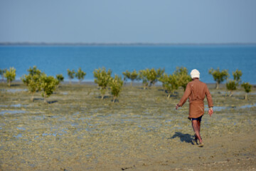 Plus de 2000 arbres et arbustes plantés à l'île de Qeshm dans le sud de l’Iran 