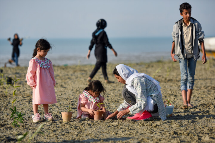 نگهبانان سبز مرز آب و خشکی/ مانگروها، جنگلهایی که نفس جنوب ایران را زنده نگه داشتهاند
