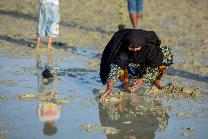 کاشت بذر حرا در اسکله گردشگری روستای سهیلی قشم آغاز شد