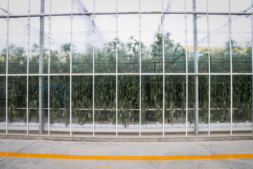 Inauguration of modern greenhouse in Iran's Zanjan