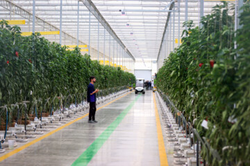 Inauguration of modern greenhouse in Iran's Zanjan