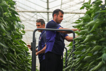 Inauguración de un Invernadero de cristal moderno en Zanyán 