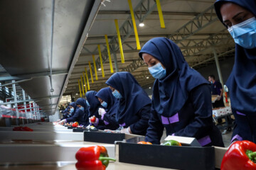 Inauguration of modern greenhouse in Iran's Zanjan