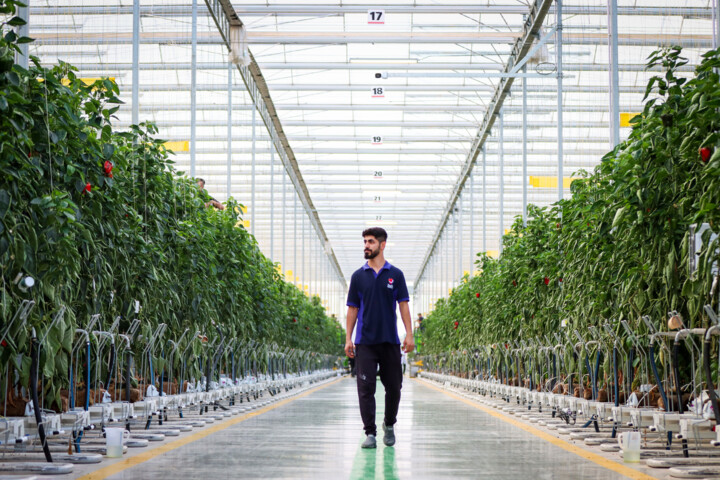 بیم و امید کشاورزان بوشهری