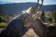 Red deer at home