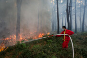 ۲ هزار متر از عرصه‌های جنگلی کلاردشت در آتش سوخت