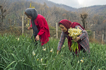 Daffodil harvest in Iran’s Golestan