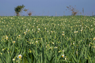 Daffodil harvest in Iran’s Golestan