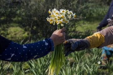 برداشت گل نرگس در استان گلستان