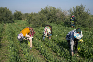 Daffodil harvest in Iran’s Golestan
