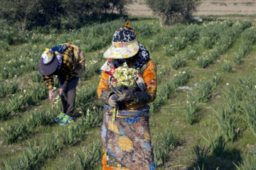 Daffodil harvest in Iran’s Golestan