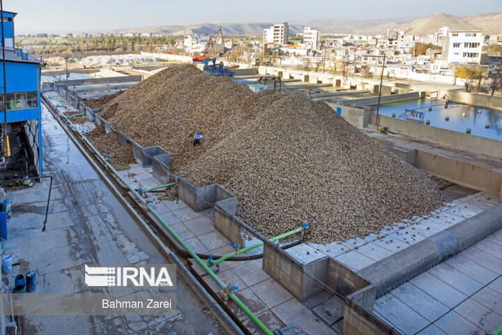 پیش بینی تولید یک میلیون تن چغندر قند بهاره در استان کرمانشاه