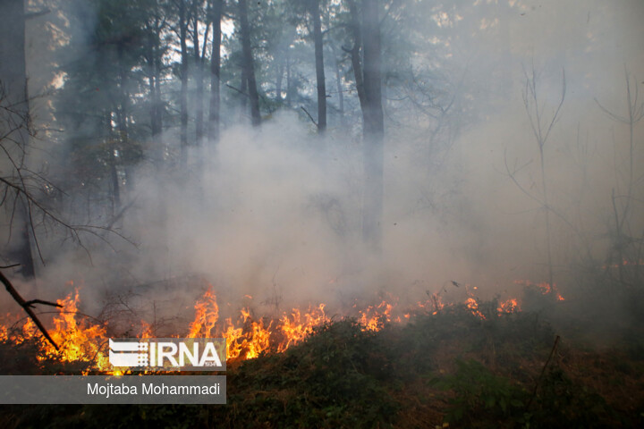 نابودسازی ۷۶۰ کوره زغالگیری تا تامین اعتبار برای ریزپرندهها در حفاظت از اراضی ملی