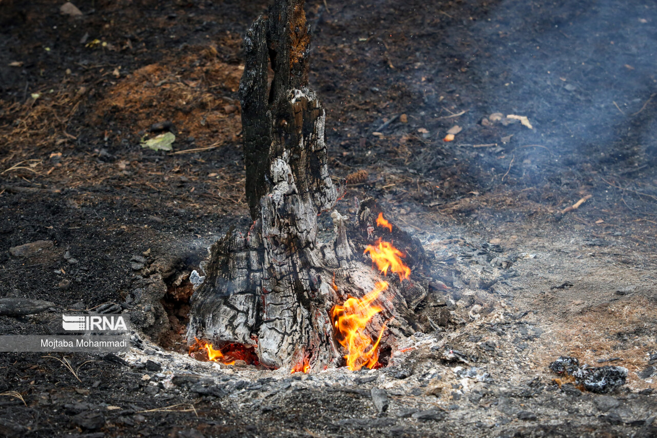 آتش در کمین جنگل های کهگیلویه وبویراحمد