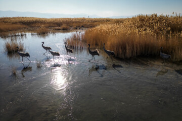 Miqan desert wetland