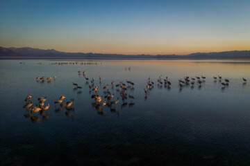 La zone humide de Meighan, dans le centre de l'Iran, un lac au coeur du désert