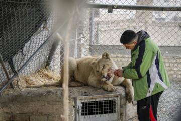 African lion cub Sana turns one year old