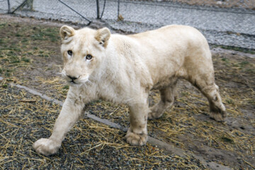 African lion cub Sana turns one year old