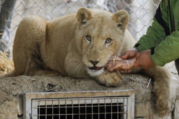 African lion cub Sana turns one year old