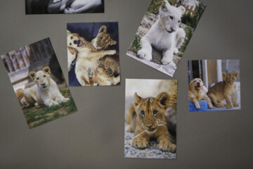 African lion cub Sana turns one year old