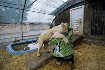 African lion cub Sana turns one year old