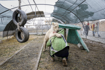 African lion cub Sana turns one year old