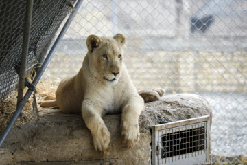 African lion cub Sana turns one year old