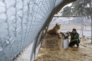 African lion cub Sana turns one year old